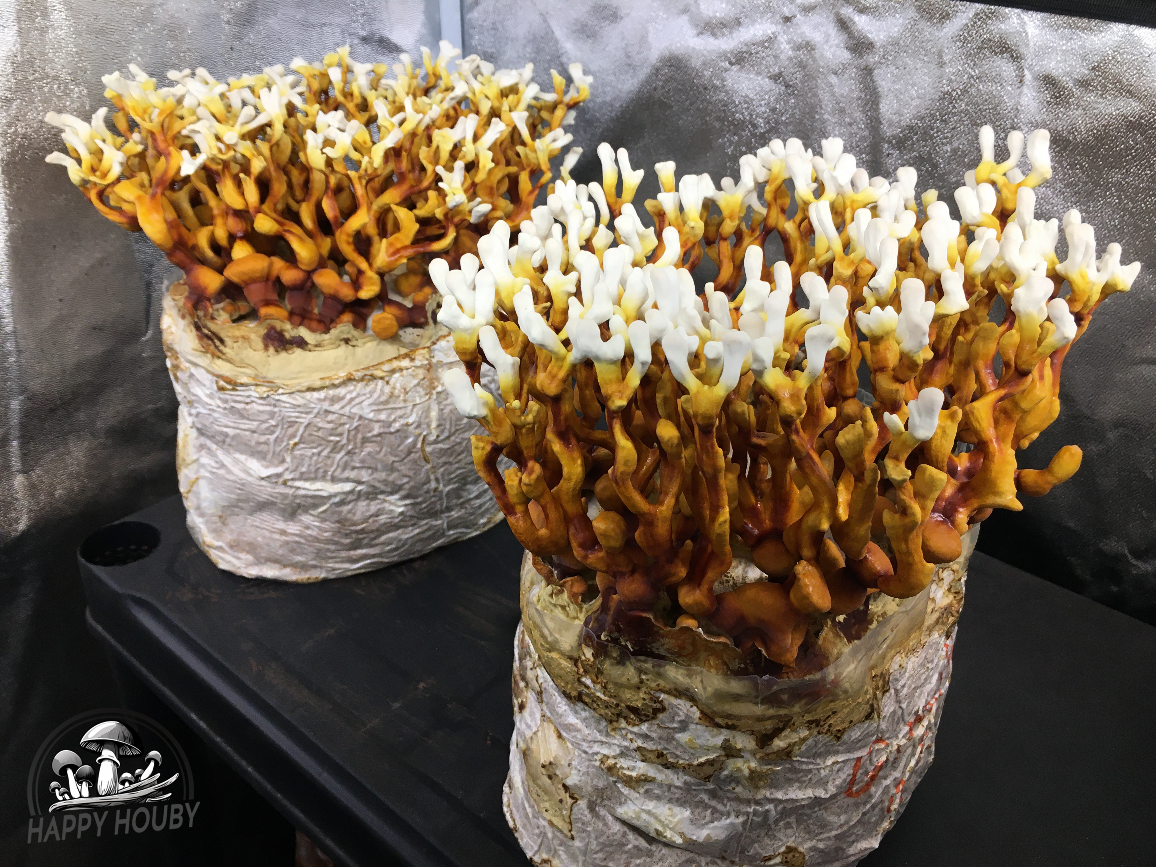 Ganoderma thailand - Reishi - Lesklokorka kmen z Thailandu
