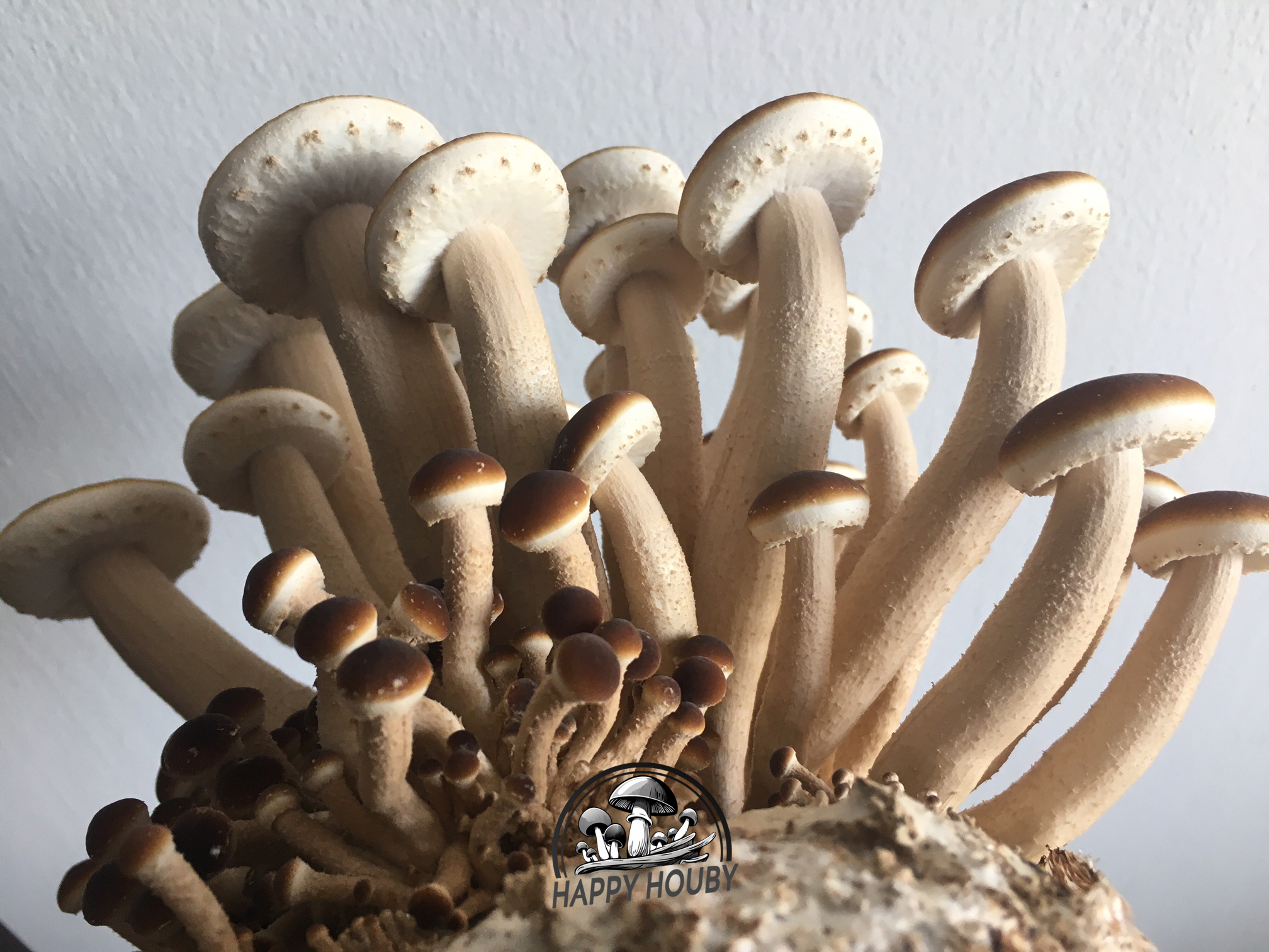 Polnička topolová (Agrocybe aegerita)