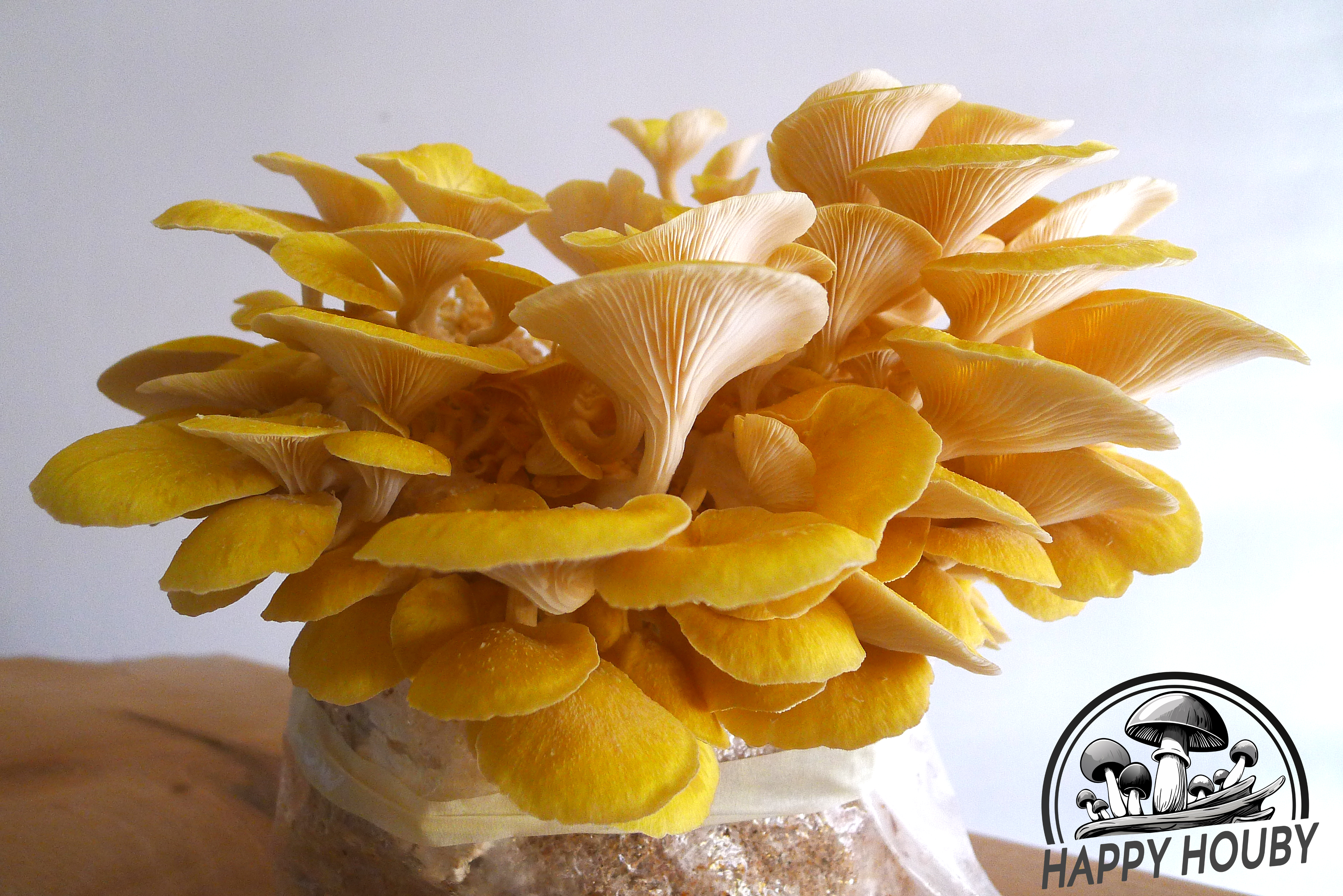 Pleurotus citrinopileatus (Hlíva citrónová)