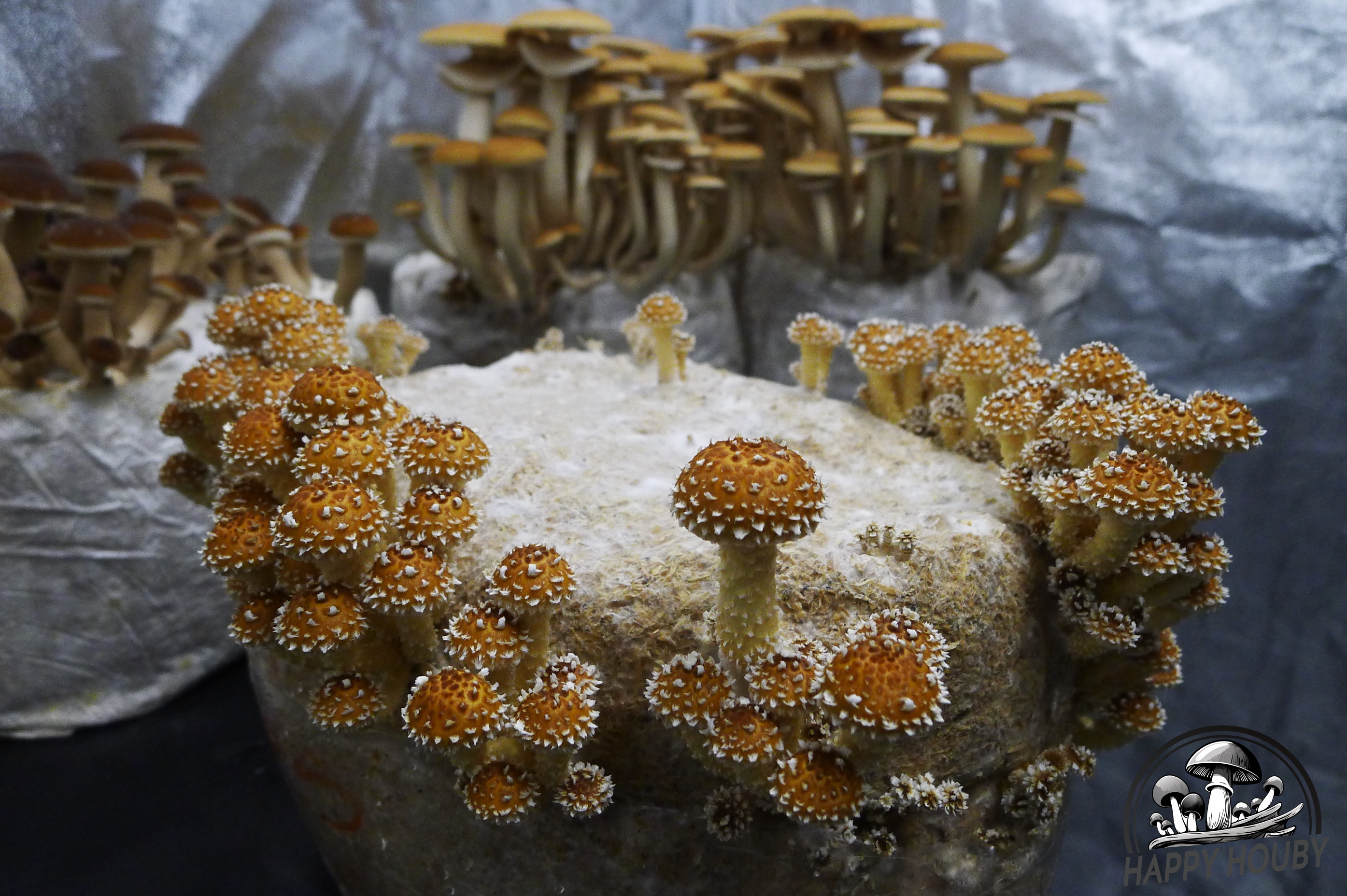 Pholiota adiposa (šupinovka slizká) a Polnička topolová (Agrocybe aegerita)