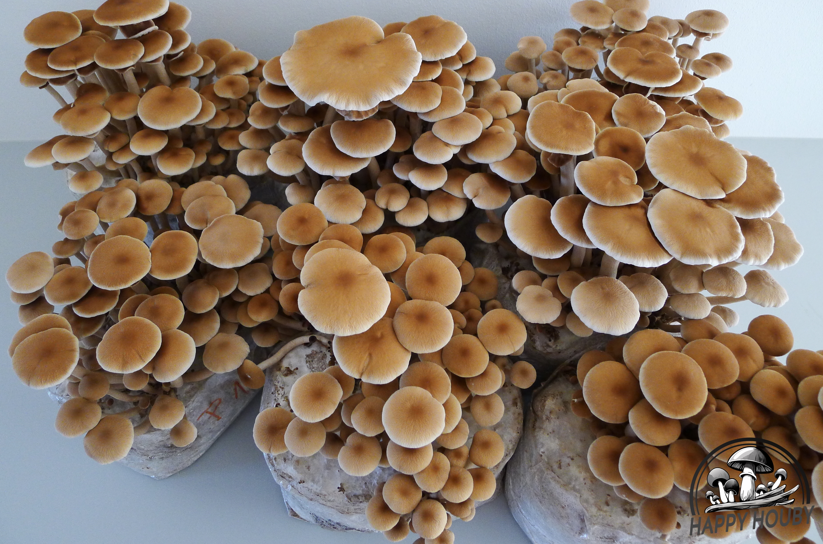 Polnička topolová (Agrocybe aegerita)