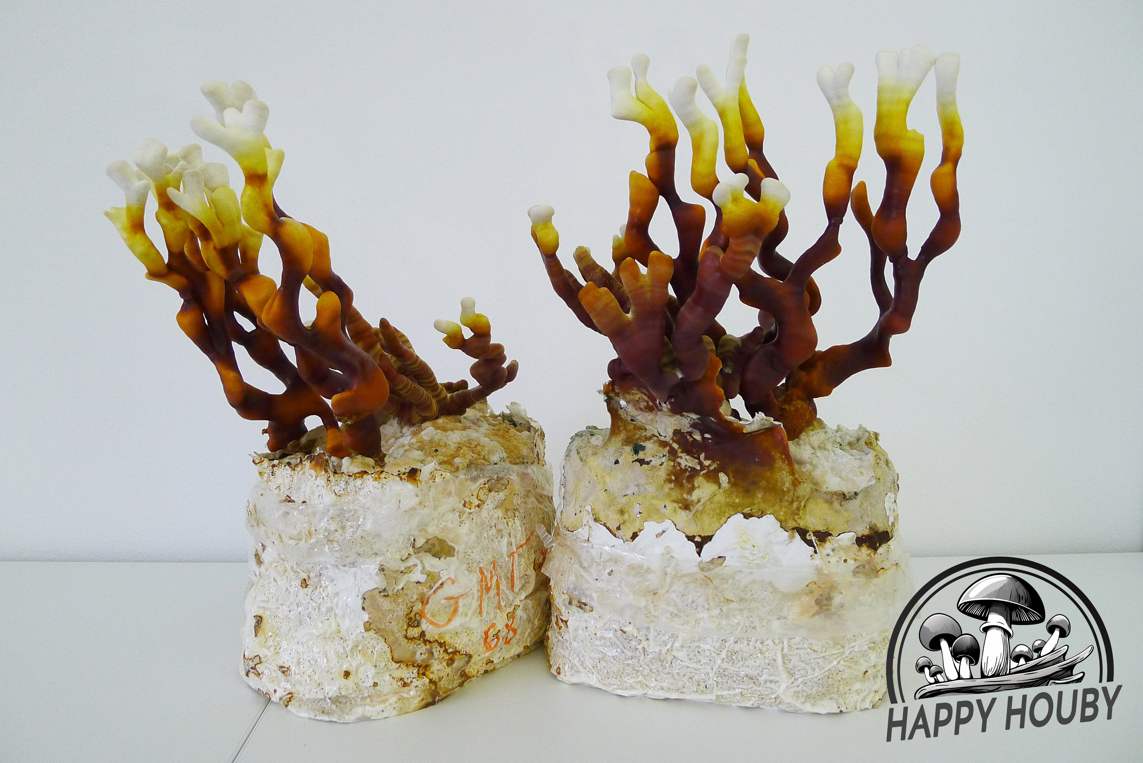 Ganoderma thailand - Reishi - Lesklokorka kmen z Thailandu