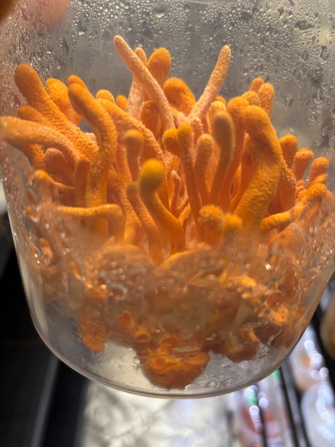 Cordyceps militaris Hobby