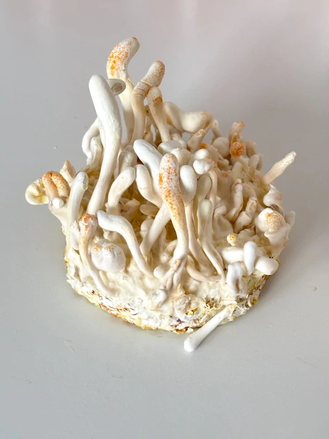Cordyceps militaris Albíno