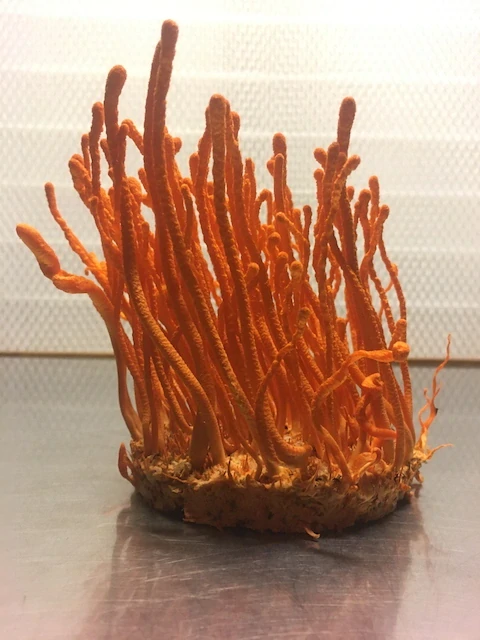 Cordyceps militaris Deko